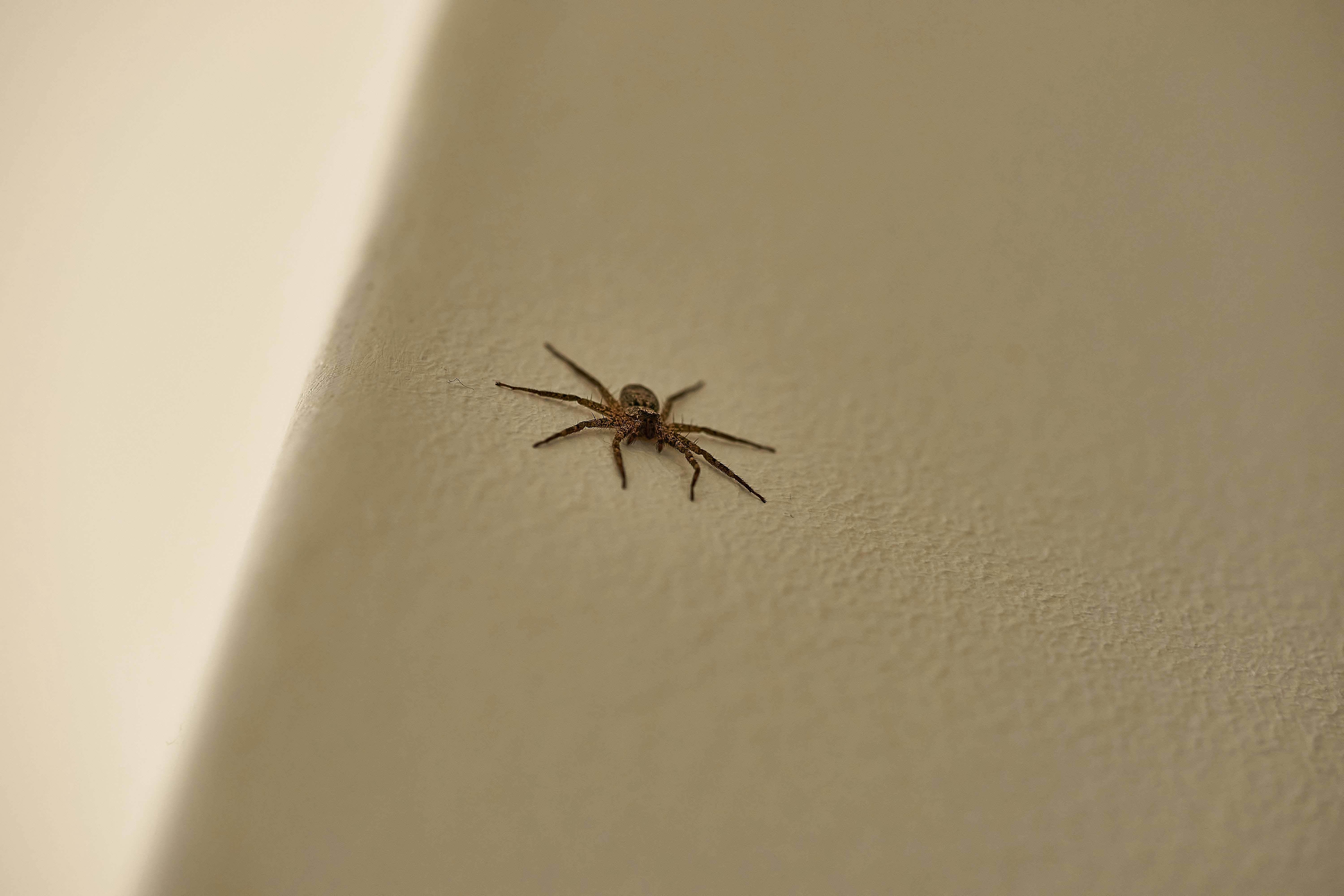 brown spider on white wall